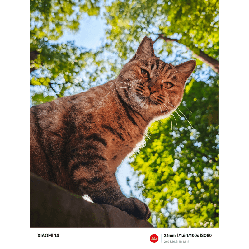 Xiaomi 14 Photo Sample